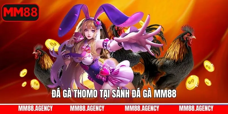 Thử sức ngay với hình thức Thomo tại đá gà MM88 Thử sức ngay với hình thức Thomo tại đá gà MM88